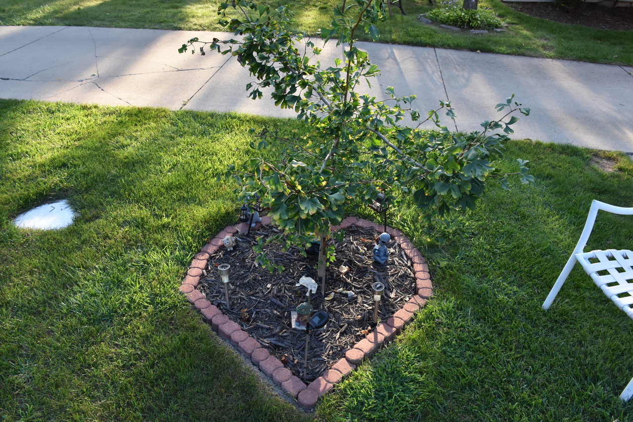 Jack Stout Memorial Tree planted with landscaping