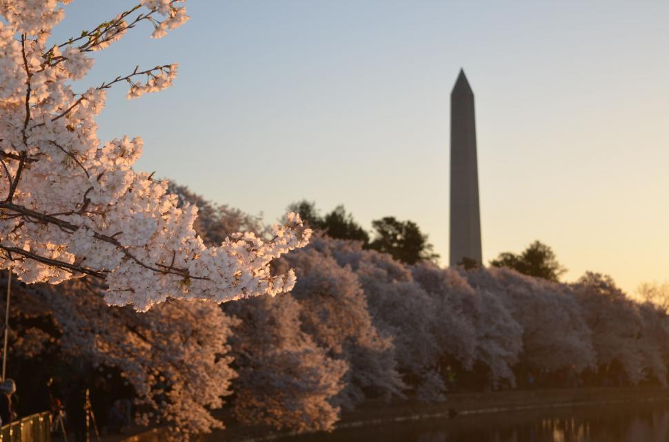 Cherry Blossoms bloom with the national monument in the sunset background
