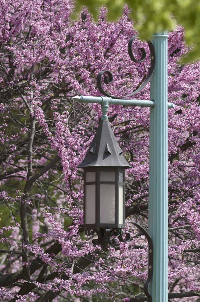 Decorative campus lantern mounted on a teal lamppost, framed by blooming pink redbud trees in spring. Soft green leaves blur the top of the image, highlighting the vibrant blossoms in the background.