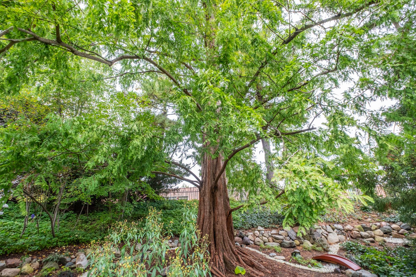 Large tree on MSU's campus