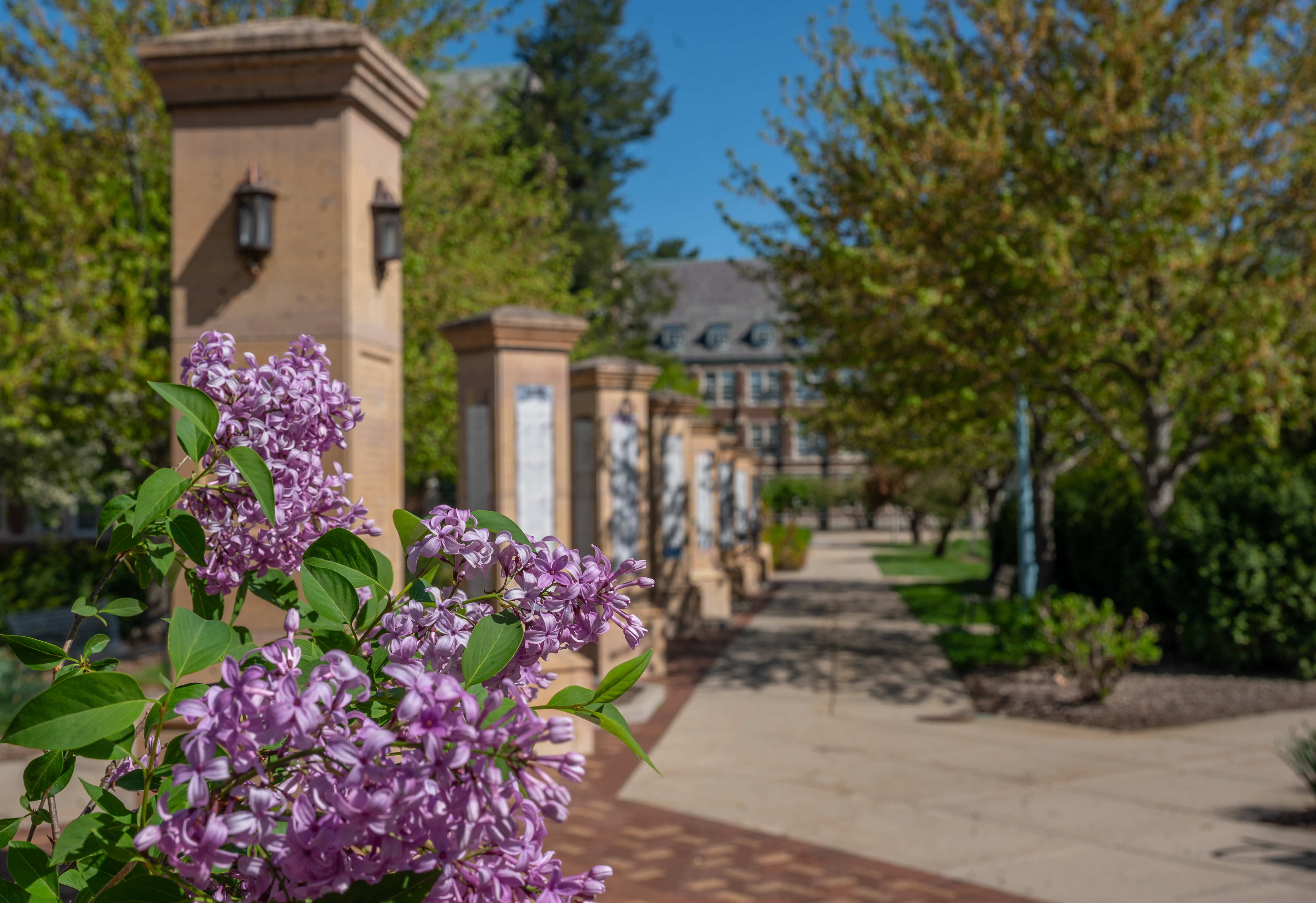 Flower bush in the foreground with Benefactors Plaza pillars in the background