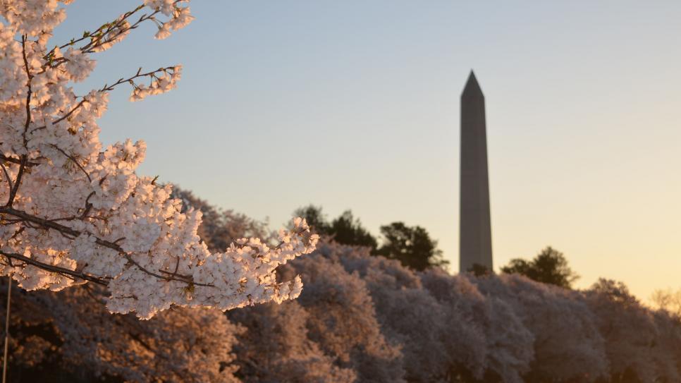 Cherry Blossoms bloom with the national monument in the sunset background