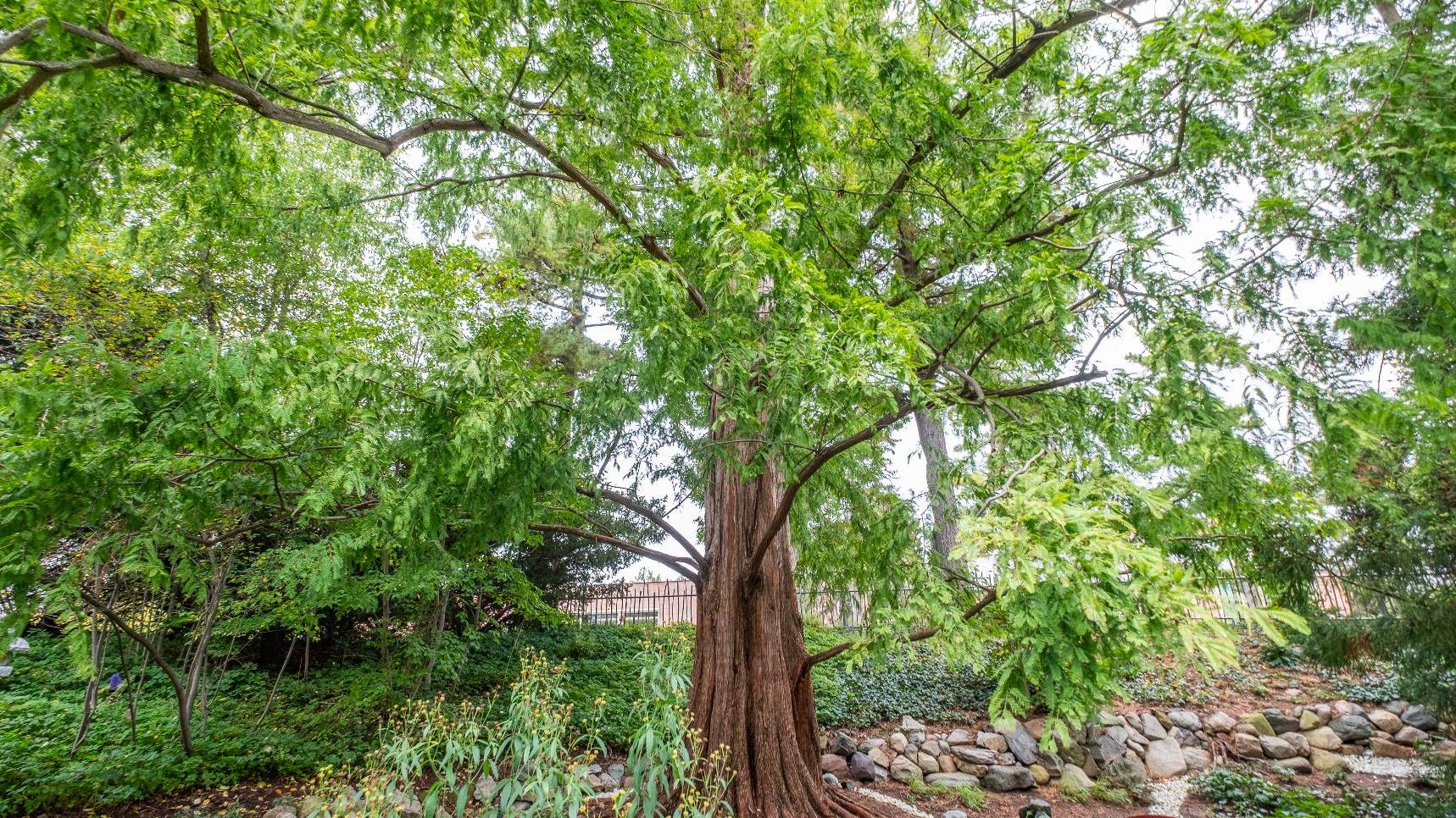 Large tree on MSU's campus
