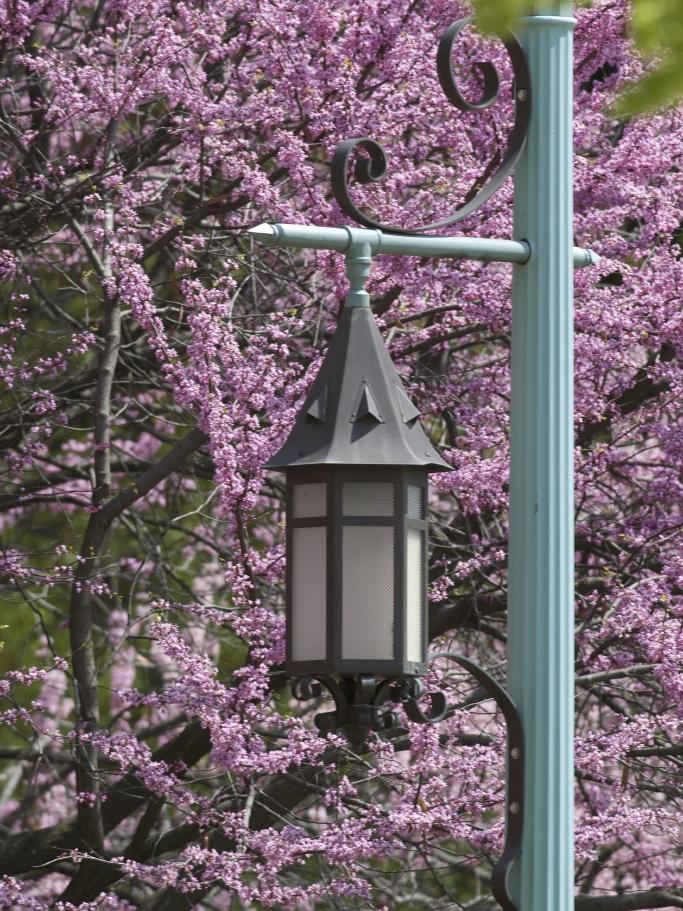 Decorative campus lantern mounted on a teal lamppost, framed by blooming pink redbud trees in spring. Soft green leaves blur the top of the image, highlighting the vibrant blossoms in the background.
