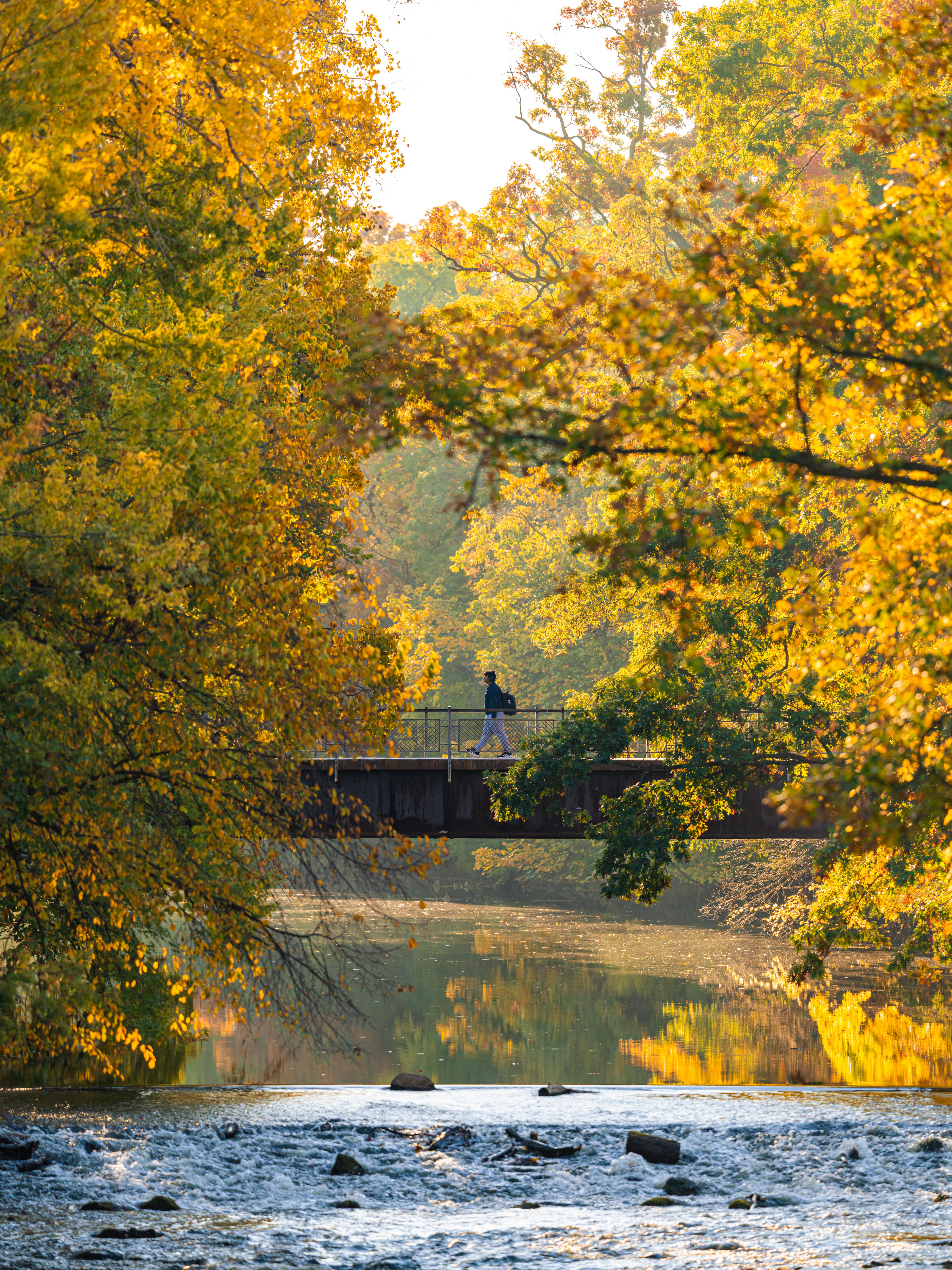 A student walks across a pedestrian bridge over the Red Cedar River at Michigan State University, surrounded by vibrant golden and green autumn trees. Sunlight filters through the colorful canopy, reflecting on the calm water below, while a small waterfall flows in the foreground.
